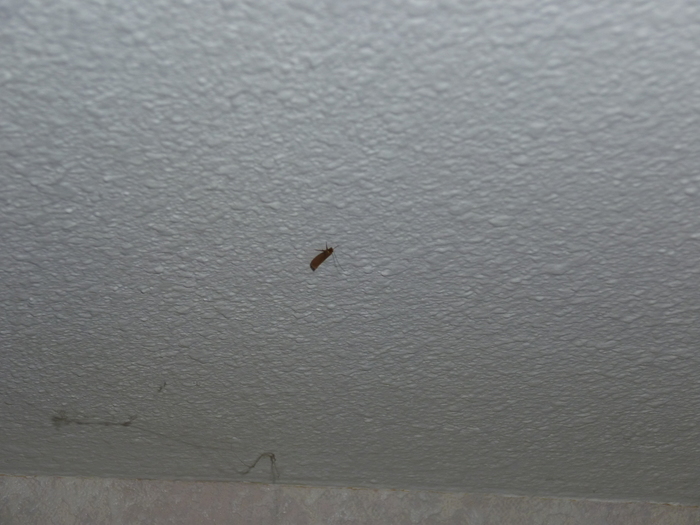 Dit insect zat op de muur in mijn slaapkamer. Wat is het ? Ik heb een vraag (2025)
