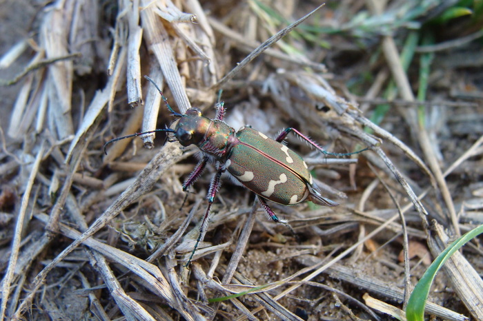 Is er aan te geven welk insect dit is? - Ik heb een vraag (2025)
