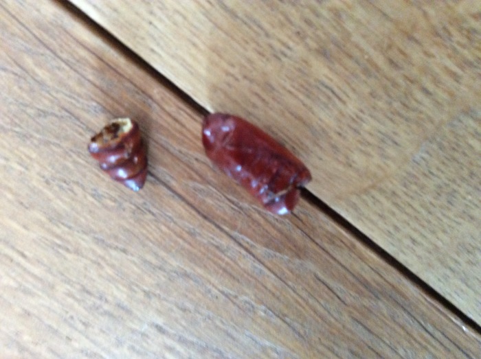 Van welk insect is deze bruinrode cocon? - Ik heb een vraag (2025)