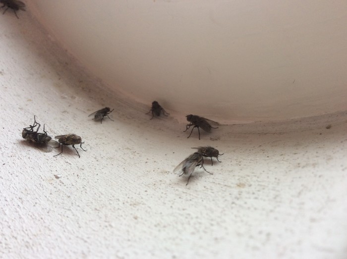 kleine vliegjes op zolder