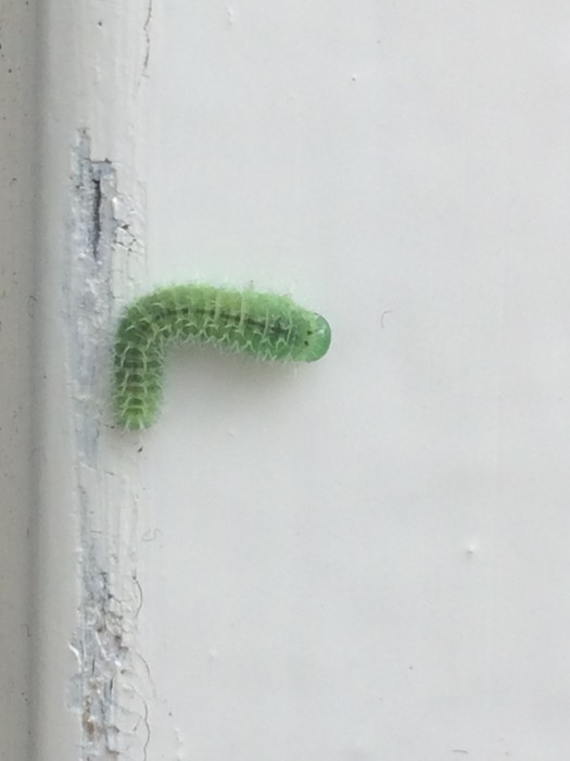 Welke rups is dit (groen met stekels/haren)? Ik heb een vraag (2024)