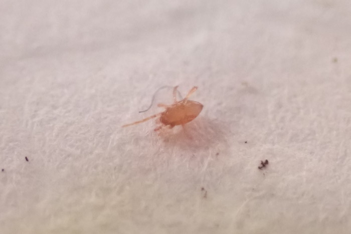 Is dit kleine, rode insect een bladluis? - Ik heb een vraag (2026)
