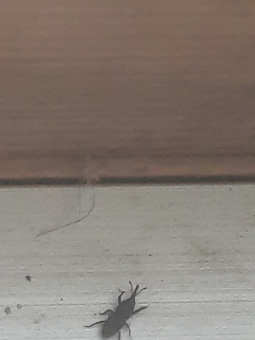 Sinds kort zie ik heel veel van deze kevers in huis. Zijn ze schadelijk voor houten meubels of